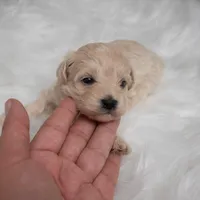 Tucker, a male Maltipoo for sale in Donna, TX – Photo 3 of 7
