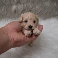 Tucker, a male Maltipoo for sale in Donna, TX – Photo 7 of 7
