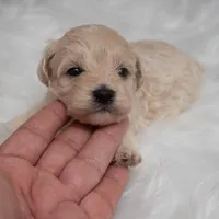 Tucker, a male Maltipoo for sale in Donna, TX – Photo 4 of 7