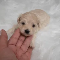 Tucker, a male Maltipoo for sale in Donna, TX – Photo 2 of 7