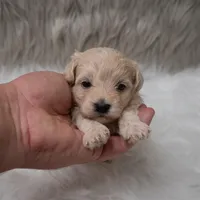 Tucker, a male Maltipoo for sale in Donna, TX – Photo 6 of 7