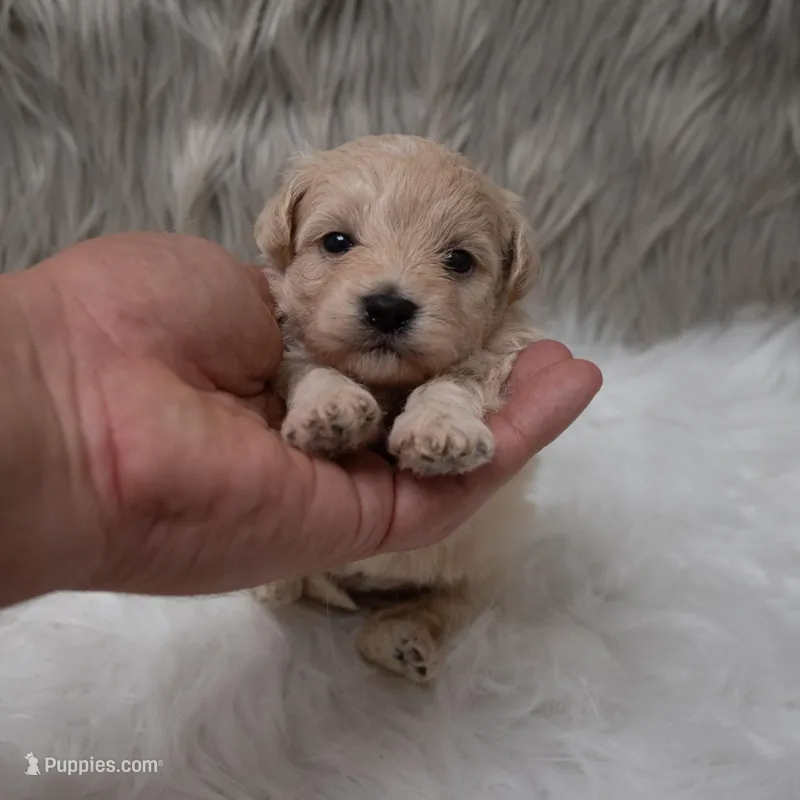 Tucker – Maltipoo puppy for sale in Donna, TX