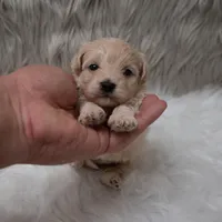 Tucker, a male Maltipoo for sale in Donna, TX – Photo 1 of 7