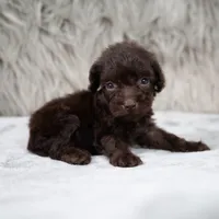 Buddy , a male Poodle - Miniature  for sale in Donna, TX – 2 of 6