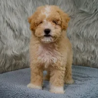 Leo  Micro-Mini, a male Miniature Goldendoodle for sale in Donna, TX – 4 of 10