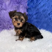 John - 7 day return guarantees, a male Yorkshire Terrier for sale in Donna, TX – 9 of 10