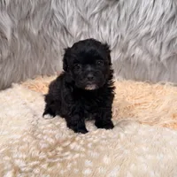 Pearl , a female Maltipoo for sale in Donna, TX – Photo 4 of 8