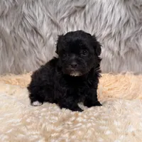 Pearl , a female Maltipoo for sale in Donna, TX – Photo 1 of 8