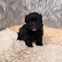 Pearl , a female Maltipoo for sale in Donna, TX – Photo 3 of 8