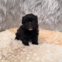 Pearl , a female Maltipoo for sale in Donna, TX – Photo 8 of 8