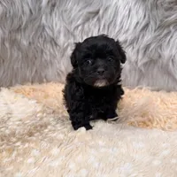 Pearl , a female Maltipoo for sale in Donna, TX – Photo 5 of 8