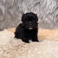 Pearl , a female Maltipoo for sale in Donna, TX – Photo 2 of 8