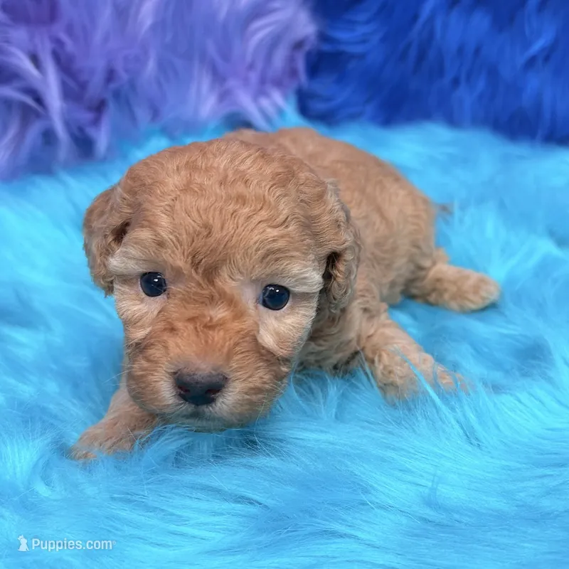 Harper  – Poodle - Miniature  puppy for sale in Donna, TX