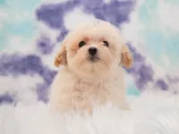 Charlie , a male Maltipoo for sale in Donna, TX – 4 of 4