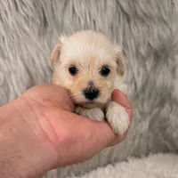Willow, a female Maltipoo for sale in Donna, TX – 1 of 5