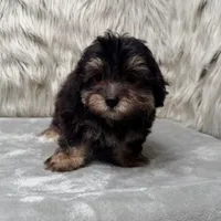 Claudio, a male Maltipoo for sale in Donna, TX – Photo 8 of 10