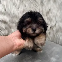 Claudio, a male Maltipoo for sale in Donna, TX – Photo 3 of 10