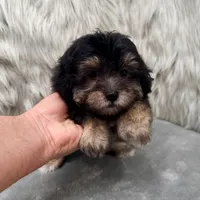 Claudio, a male Maltipoo for sale in Donna, TX – Photo 4 of 10