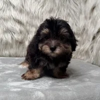 Claudio, a male Maltipoo for sale in Donna, TX – Photo 7 of 10