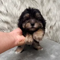 Claudio, a male Maltipoo for sale in Donna, TX – Photo 2 of 10