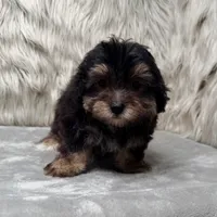 Claudio, a male Maltipoo for sale in Donna, TX – Photo 5 of 10