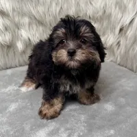 Claudio, a male Maltipoo for sale in Donna, TX – Photo 10 of 10