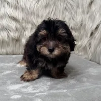 Claudio, a male Maltipoo for sale in Donna, TX – Photo 9 of 10