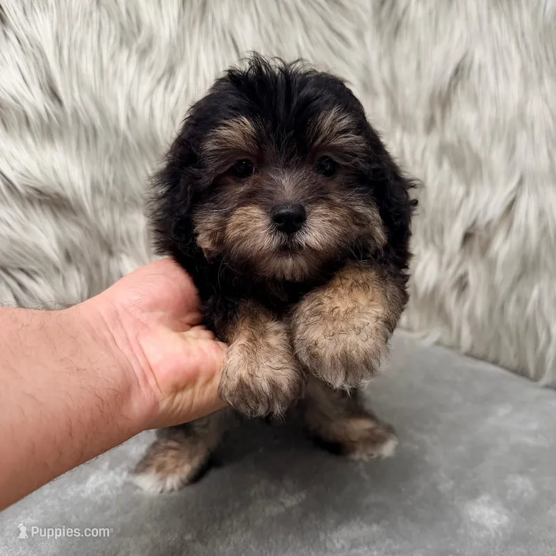 Claudio – Maltipoo puppy for sale in Donna, TX