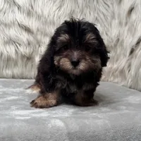 Claudio, a male Maltipoo for sale in Donna, TX – Photo 6 of 10