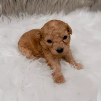 Coco  Micro-Mini, a female Miniature Goldendoodle for sale in Donna, TX – Photo 1 of 6