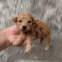 Coco  Micro-Mini, a female Miniature Goldendoodle for sale in Donna, TX – Photo 6 of 6