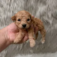 Coco  Micro-Mini, a female Miniature Goldendoodle for sale in Donna, TX – Photo 2 of 6