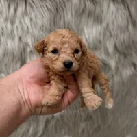 Coco  Micro-Mini, a female Miniature Goldendoodle for sale in Donna, TX – Photo 3 of 6