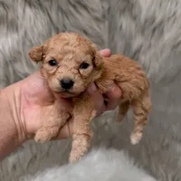 Coco  Micro-Mini, a female Miniature Goldendoodle for sale in Donna, TX – Photo 5 of 6