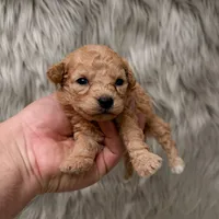 Coco  Micro-Mini, a female Miniature Goldendoodle for sale in Donna, TX – Photo 4 of 6