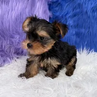 Angel - 7 day return guarantees, a female Yorkshire Terrier for sale in Donna, TX – 9 of 10