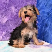 Cooper, a male Yorkshire Terrier for sale in Donna, TX – 7 of 10