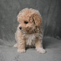 Shadow, a male Maltipoo for sale in Donna, TX – 4 of 10