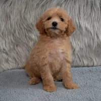 Ivy  Micro-Mini, a female Miniature Goldendoodle for sale in Donna, TX – 4 of 7