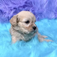 Hazel , a female Cavapoo for sale in Donna, TX – 7 of 8