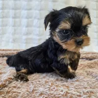 Angel , a female Yorkshire Terrier for sale in Donna, TX – 2 of 10