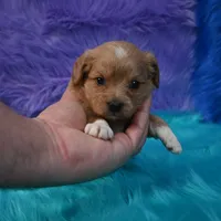 Chloe , a female Cavapoo for sale in Donna, TX – 4 of 5
