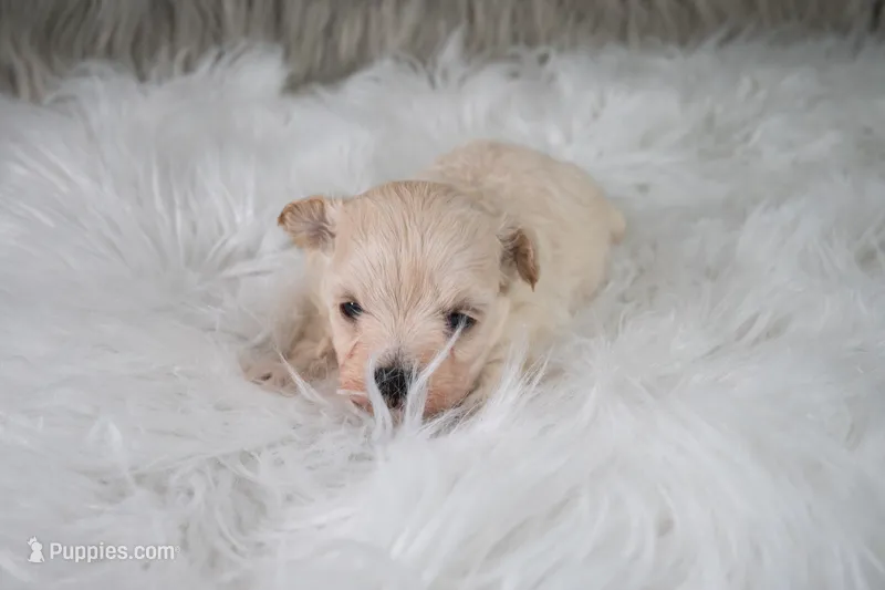Charlie  – Maltipoo puppy for sale in Donna, TX