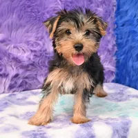 Cooper, a male Yorkshire Terrier for sale in Donna, TX – 9 of 10