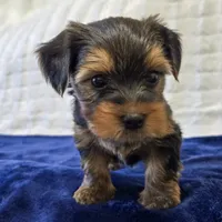 John , a male Yorkshire Terrier for sale in Donna, TX – 9 of 10
