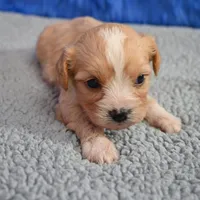 Moose - 7 day return guarantees, a male Cavapoo for sale in Donna, TX – 8 of 10