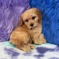 Piper , a female Cavapoo for sale in Donna, TX – 1 of 10