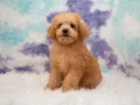Lily, a female Miniature Goldendoodle for sale in Donna, TX – 6 of 6
