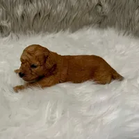 Ranger  Micro-Mini, a male Miniature Goldendoodle for sale in Donna, TX – Photo 5 of 6