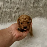 Ranger  Micro-Mini, a male Miniature Goldendoodle for sale in Donna, TX – Photo 3 of 6